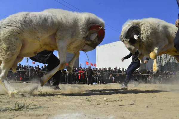 Chengjiaoxu Köyü Yanggu Lçesi Liaocheng Doğu Çin Shandong Eyaleti Ekim — Stok fotoğraf