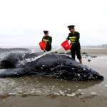 Chinese officers pour sea water onto the stranded humpback whale at Lianxing port in Qidong city, east China's Jiangsu province, 13 November 2017