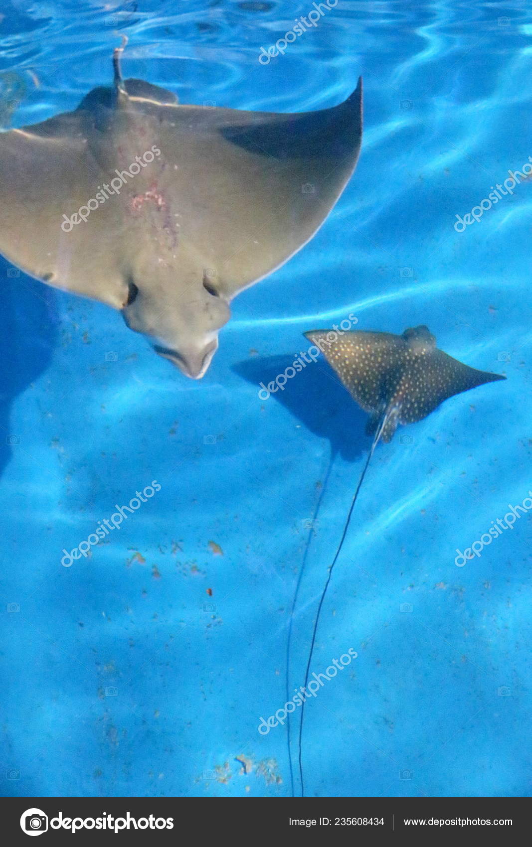Spotted Eagle Ray Swims Its Newborn Baby Ocean Park Yantai Stock Editorial Photo C Chinaimages 235608434
