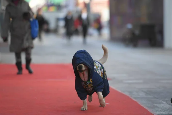 Labrador Vistiendo Abrigo Con Código Servicio Pago Móvil Wechat Pay —  Fotos de Stock