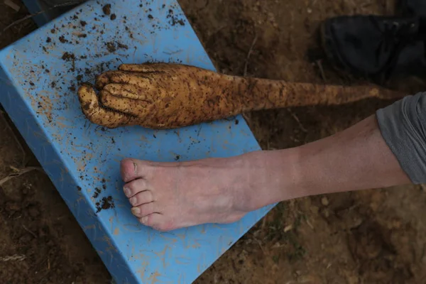 File Farmer Shows His Foot Strange Chinese Yam Featuring Shape — стоковое фото