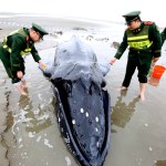 Chinese officers measure the stranded humpback whale in at Lianxing port in Qidong city, east China's Jiangsu province, 13 November 2017