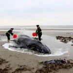 Chinese officers pour sea water onto the stranded humpback whale at Lianxing port in Qidong city, east China's Jiangsu province, 13 November 2017