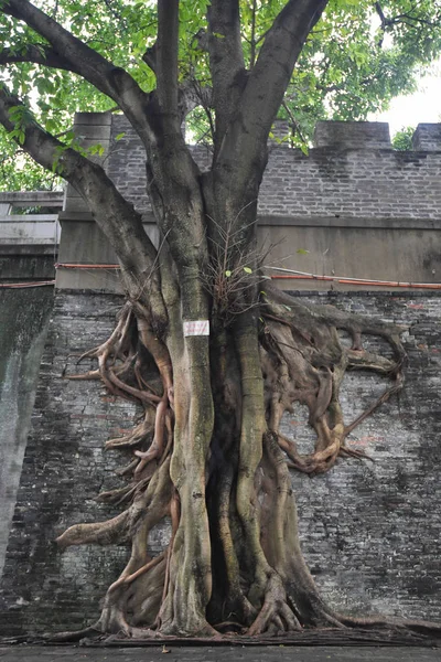 强大的榕树的根生长在清朝 1636C1912 的一段古老城墙周围 中国南方广西壮族自治区南宁市 2017年11月24日 — 图库照片