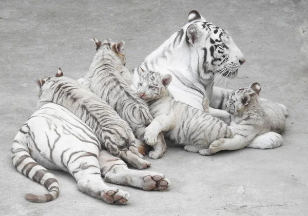 Quadruplette Tigre Bianche Giocano Con Madre Meng Meng Durante Loro — Foto Stock