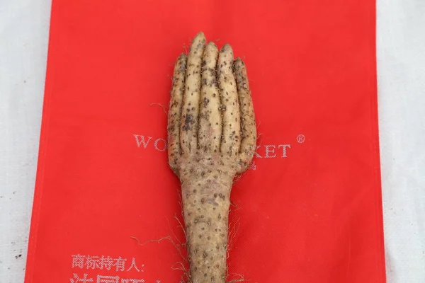 File Inhame Chinês Estranho Que Caracteriza Forma Uma Palma Visto — Fotografia de Stock