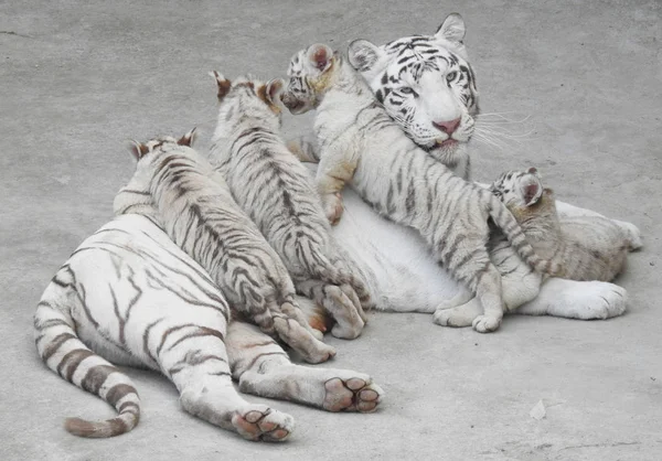 Los Cuatrillizos Tigre Blanco Juegan Con Madre Meng Meng Durante — Foto de Stock