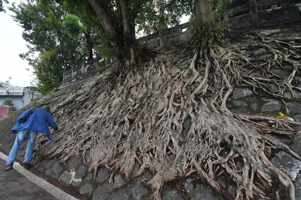 Die Wurzeln Der Starken Banyanbäume Wachsen Einen Teil Einer Alten — Stockfoto