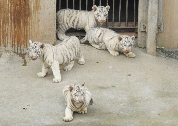 Λευκές Τίγρεις Τετράδυμα Απεικονίζονται Κατά Διάρκεια Του Δημόσιου Ντεμπούτο Τους — Φωτογραφία Αρχείου