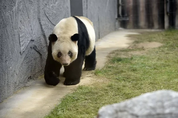 Obří Panda Putuje Huaian Zoo Městě Huaian Východní Číny Provincii — Stock fotografie