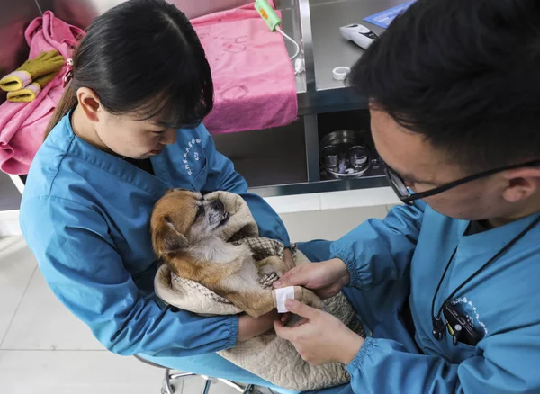 2017年11月15日 在中国东北辽宁省沈阳市的一家宠物医院 一名医生试图将药物和液体置换剂注射到一只狗的血液中 — 图库照片