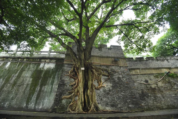 强大的榕树的根生长在清朝 1636C1912 的一段古老城墙周围 中国南方广西壮族自治区南宁市 2017年11月24日 — 图库照片