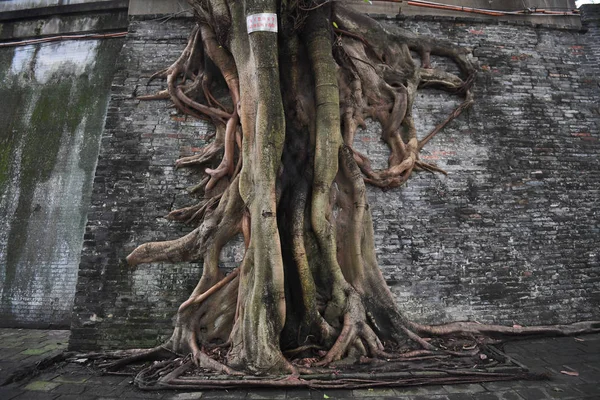 Die Wurzeln Starker Banyanbäume Wachsen Einen Teil Einer Alten Mauer — Stockfoto