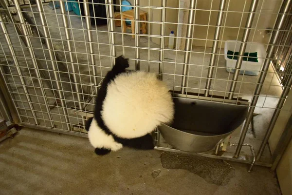 Гигантский Детёныш Панды Играет Своей Питьевой Миской Исследовательской Базе Чэнду — стоковое фото