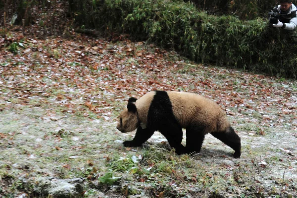 Mujer Panda Gigante Ying Xue Libera Naturaleza Reserva Natural Liziping — Foto de Stock