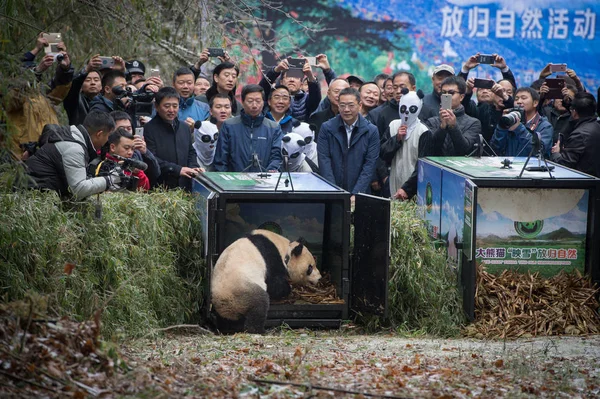 Gente Panda Gigante Masculino Salir Jaula Mientras Libera Naturaleza Reserva — Foto de Stock