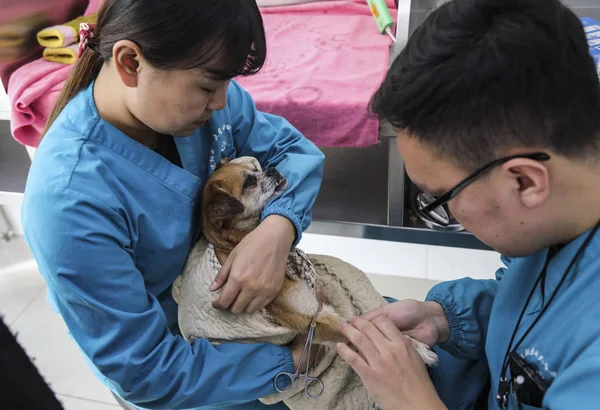 Médico Tenta Injetar Medicamentos Reposição Fluidos Sangue Cão Hospital Animais — Fotografia de Stock