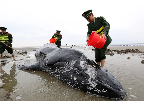 Chinese Officers Pour Sea Water Stranded Humpback Whale Lianxing Port — Stock Photo, Image