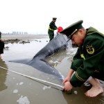 Chinese officers measure the stranded humpback whale in at Lianxing port in Qidong city, east China's Jiangsu province, 13 November 2017