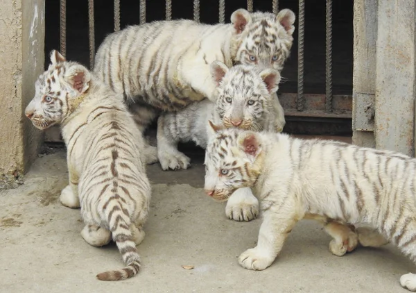 Четверные Белые Тигры Изображены Время Публичного Дебюта Парке Синьпу Городе — стоковое фото