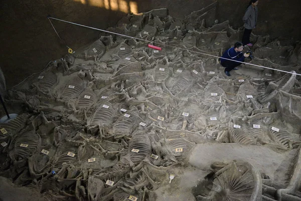 Gli Archeologi Cinesi Scoprono Carri Scheletri Cavalli Risalenti 400 Anni — Foto Stock