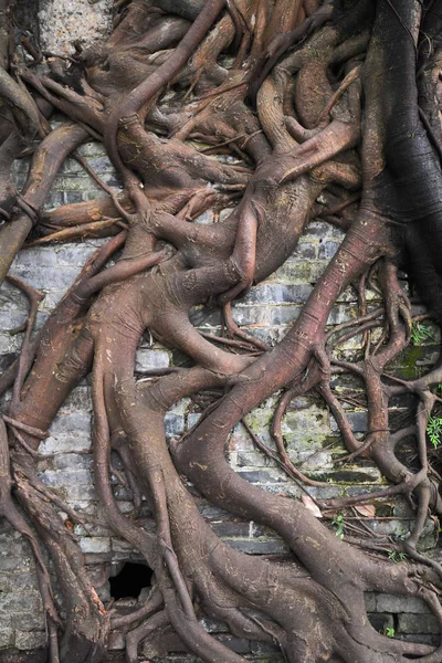 Roots Strong Banyan Trees Grow Section Ancient Wall Dating Back — Stock Photo, Image