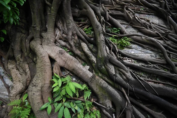 Las Raíces Los Árboles Fuertes Banyan Crecen Alrededor Una Sección — Foto de Stock