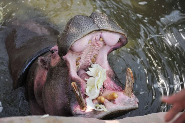 2017年11月21日 在中国东部山东省青岛市举行的青岛森林野生动物世界 一只河马被兽医喂食以检查其牙齿 — 图库照片
