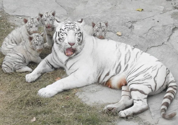 Quadruplos Tigre Branco Brincam Com Sua Mãe Meng Meng Durante — Fotografia de Stock