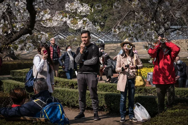 Turistas Maioria Dos Quais São China Apreciam Flor Cereja Plena — Fotografia de Stock