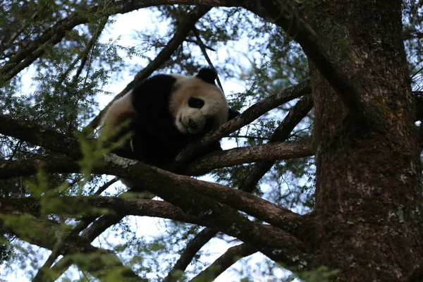 Wild Giant Panda Cub Climbs Tree Qingling Foping Giant Panda — Stock Photo, Image