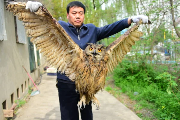 Dengfeng Şehir Ormancılık Idaresi Bir Subay Yaralı Eurasian Kartal Baykuş — Stok fotoğraf