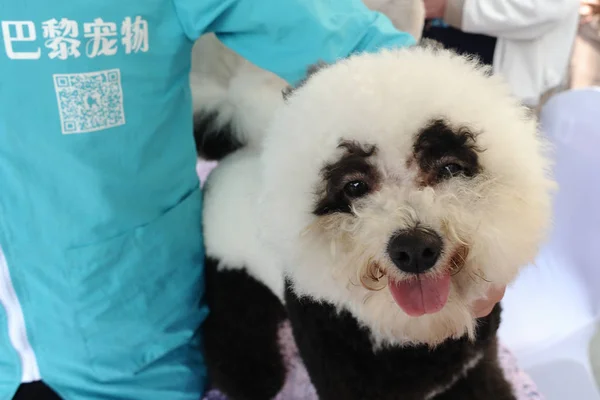 Bichon Frise Przebrany Gigantyczne Panda Jest Postrzegane Mieście Dalian Północno — Zdjęcie stockowe