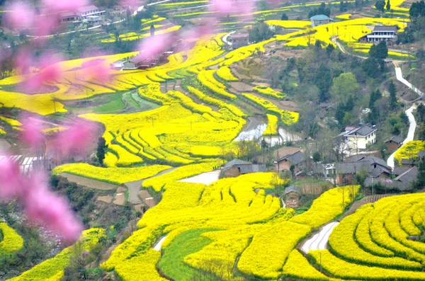 Widok Lotu Ptaka Cole Kwiatów Polach Rzepaku Gminie Ningqiang Hanzhong — Zdjęcie stockowe
