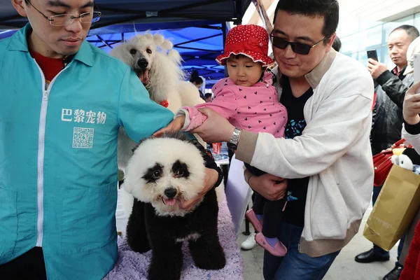 Levantamiento Bichon Disfrazado Panda Gigante Ciudad Dalian Provincia Liaoning Noreste —  Fotos de Stock