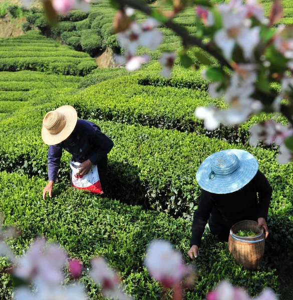 Chinese Boeren Oogsten Theeblaadjes Een Theeplantage Voor Het Qingming Festival — Stockfoto