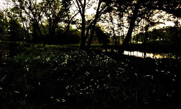 Fireflies Seen Jiulong Wetland Lishui City East China Zhejiang Province — Stock Photo, Image