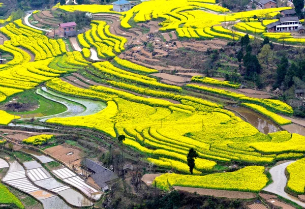 Vista Aérea Flores Cole Nos Campos Colza Condado Ningqiang Cidade — Fotografia de Stock