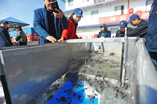 Çin Sturgeons Wuhan Şehir Yangtze Nehri Içine Serbest Ediliyor Orta — Stok fotoğraf