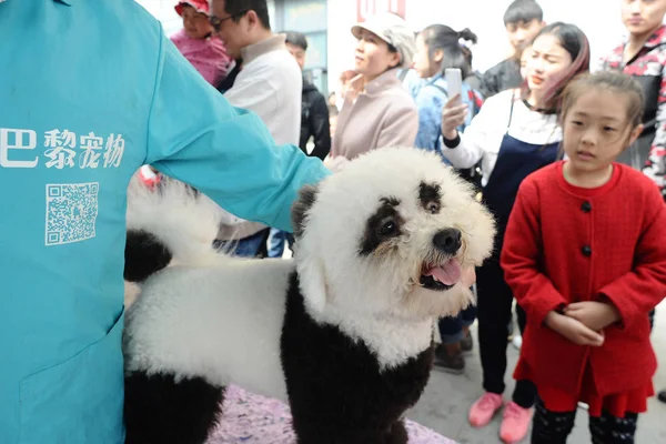 Levantamiento Bichon Disfrazado Panda Gigante Ciudad Dalian Provincia Liaoning Noreste — Foto de Stock