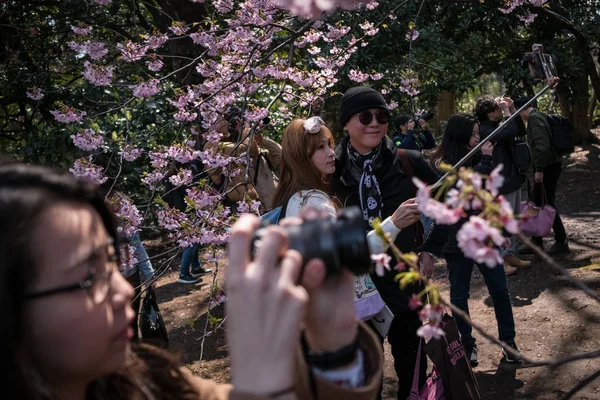 Turistas Maioria Dos Quais São China Tirar Fotos Flor Cereja — Fotografia de Stock