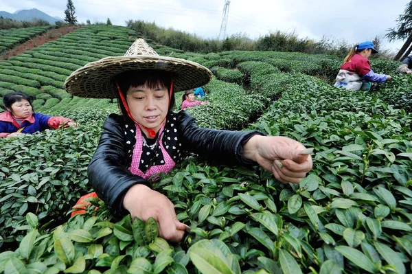 Chinese Boeren Oogsten Theeblaadjes Een Theeplantage Voor Het Qingming Festival — Stockfoto