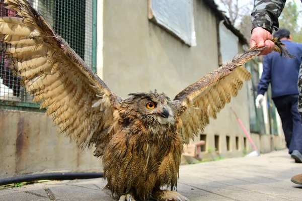 Dengfeng Şehir Ormancılık Idaresi Bir Subay Yaralı Eurasian Kartal Baykuş — Stok fotoğraf