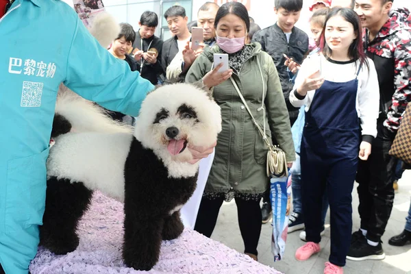 Levantamiento Bichon Disfrazado Panda Gigante Ciudad Dalian Provincia Liaoning Noreste — Foto de Stock