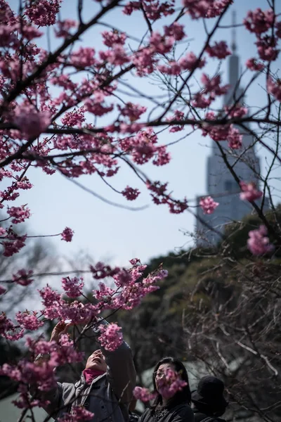 Turistas Maioria Dos Quais São China Apreciam Flor Cereja Plena — Fotografia de Stock