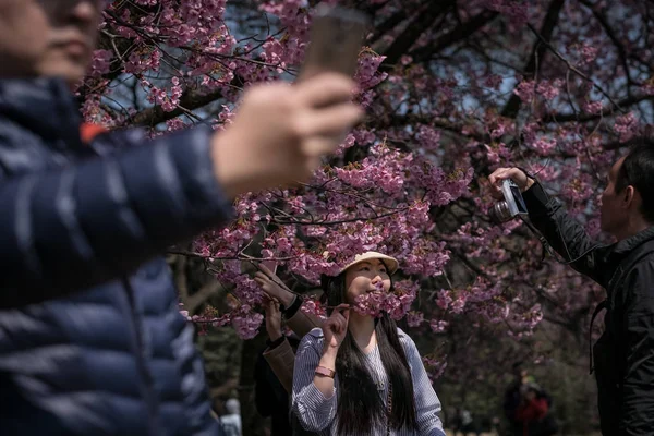 Turistas Maioria Dos Quais São China Tirar Fotos Flor Cereja — Fotografia de Stock