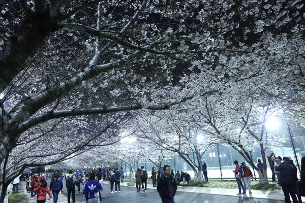 Pedestres Passam Pela Universidade Tongji Onde Flores Cerejeira Estão Plena — Fotografia de Stock