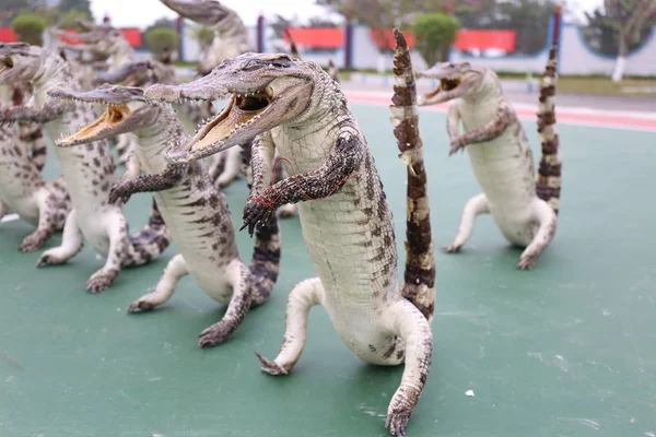 Des Produits Crocodiles Faits Crocodiles Siamois Sont Exposés Poste Police — Photo