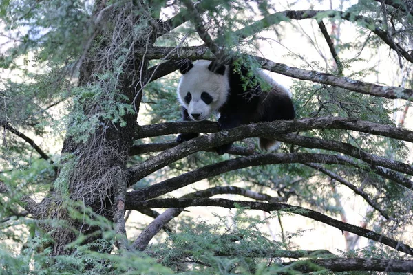Filhote Panda Gigante Selvagem Sobe Uma Árvore Qingling Foping Giant — Fotografia de Stock