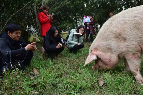 Čínští Turisté Fotografují Zhu Jianqiang Známého Také Jako Prase Silnou — Stock fotografie